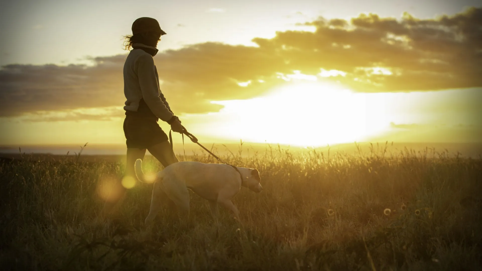 Silhouette of a person walking a dog in a grassy field at sunset.